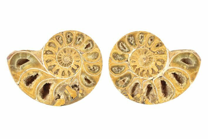 Jurassic Cut & Polished Ammonite Fossil - Madagascar #239390
